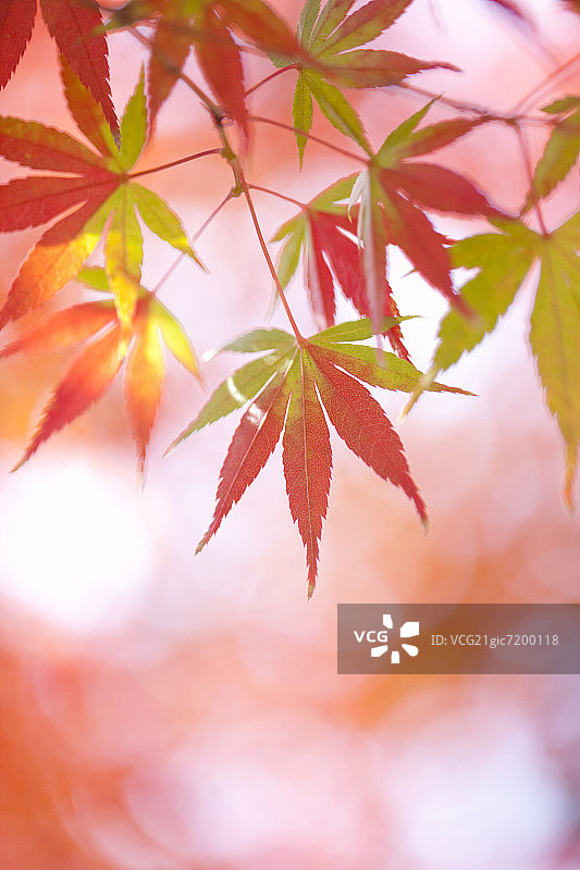 秋天的日本枫树图片素材