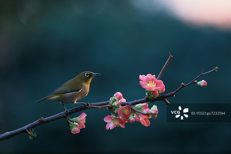 日本白眼栖息在盛开的日本温柏枝上，图片素材