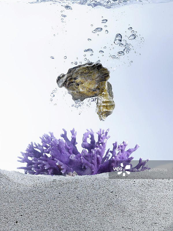 掉进水中的牡蛎;珊瑚在沙的底部图片素材
