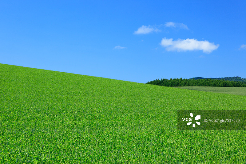 草原和天空,北海道图片素材
