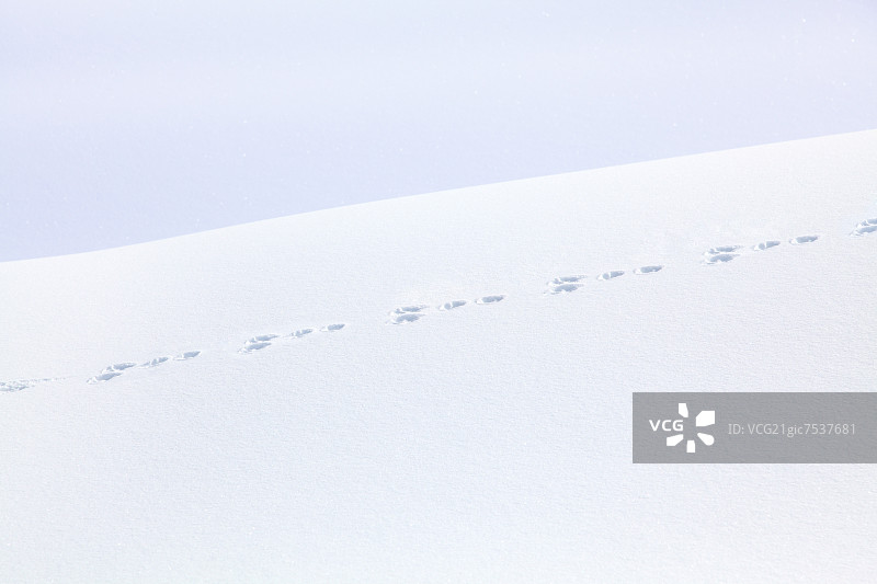 雪地上的动物脚印图片素材