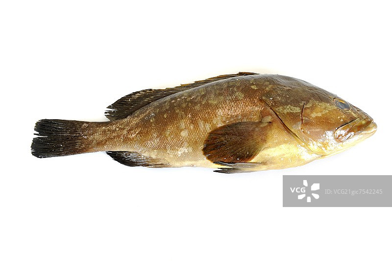 一个棕色的石斑鱼图片素材