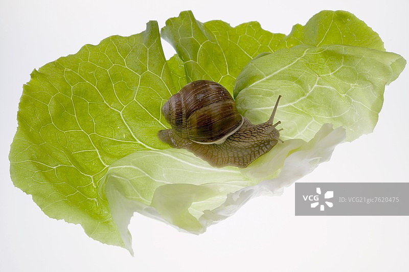 活蜗牛靠莴苣叶图片素材