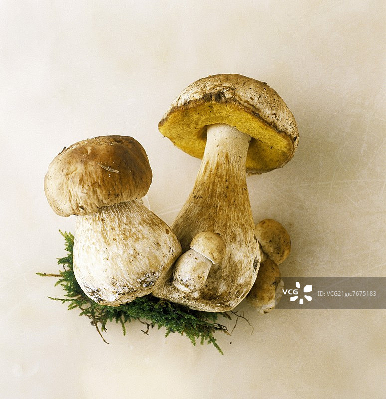 黄牛肝菌:两个大的和三个小的带苔藓的蘑菇图片素材