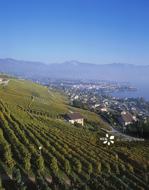 从葡萄园俯瞰瑞士日内瓦湖图片素材