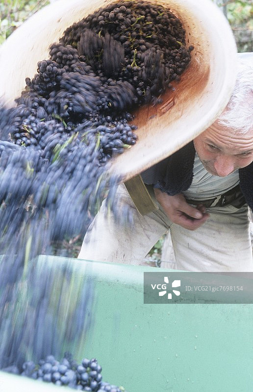Harvesting Sp盲tburgunder grapes, Baden, Germany图片素材