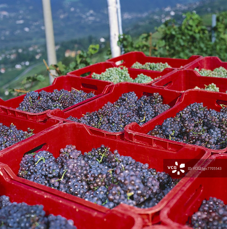 装在板条箱里的红葡萄和白葡萄，Burggrafenamt, S. Tyrol图片素材