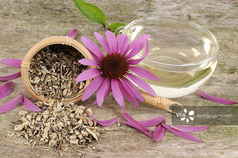 一杯紫锥菊茶，干根和紫色松果花图片素材