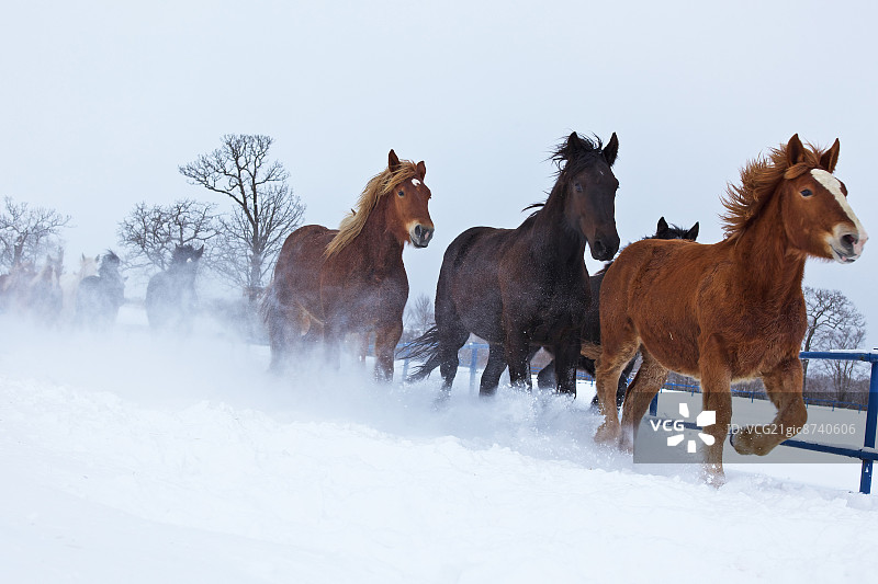 北海道，马在雪中奔跑图片素材