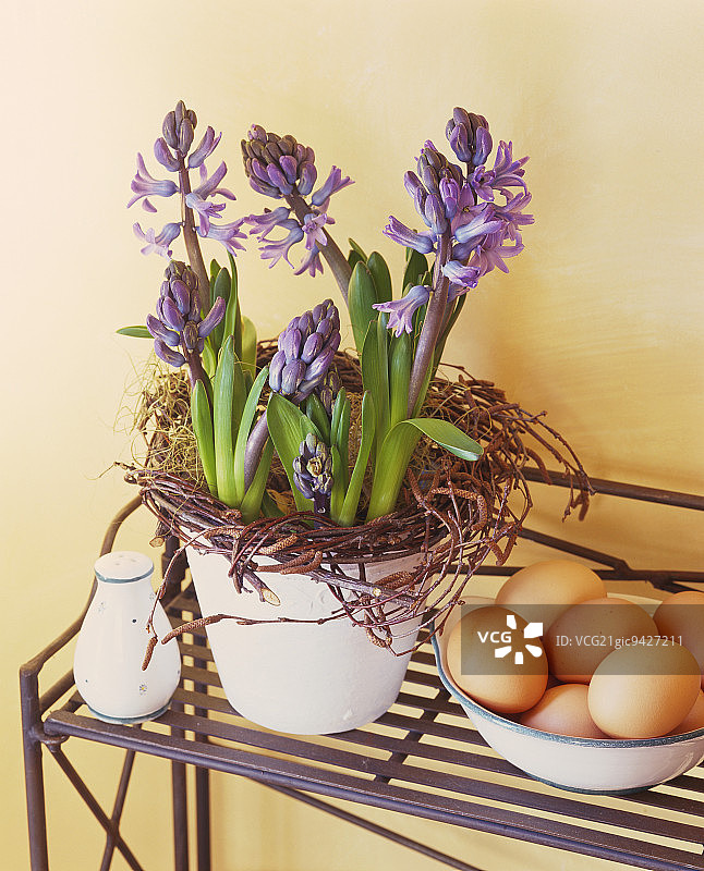 春天的使者:一碗鸡蛋旁边的蓝色风信子图片素材