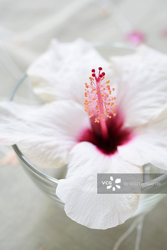 白色的木槿花(芙蓉花)在玻璃杯中图片素材