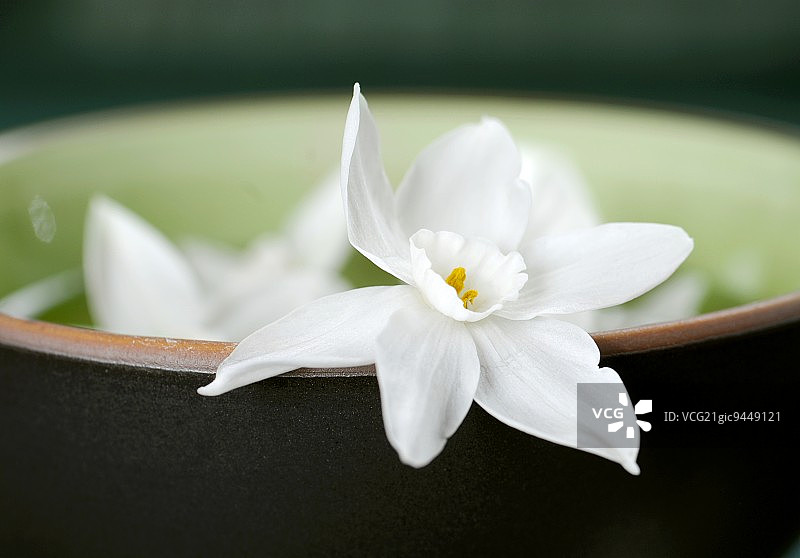 白色的水仙花停在一碗水的边缘图片素材
