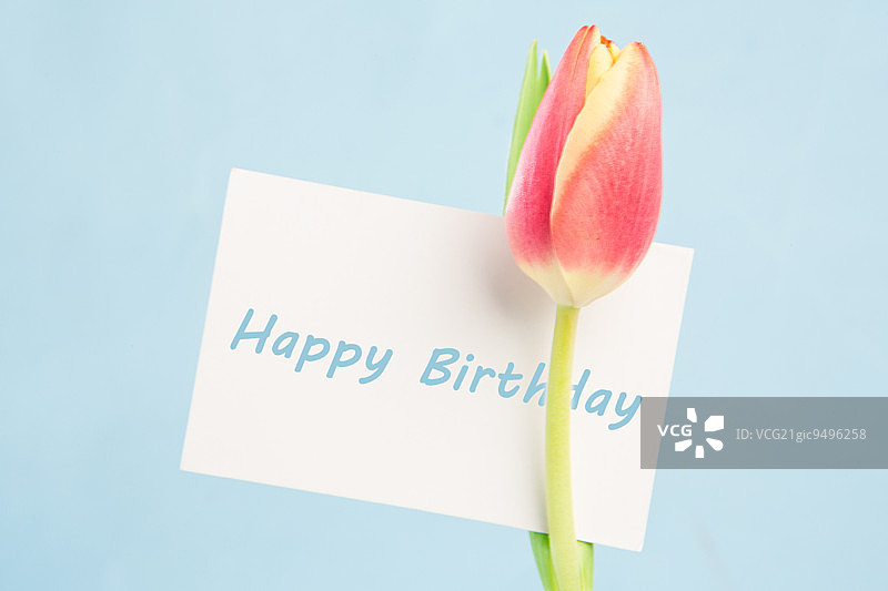 一朵美丽的郁金香，上面有一张蓝色背景的生日贺卡图片素材