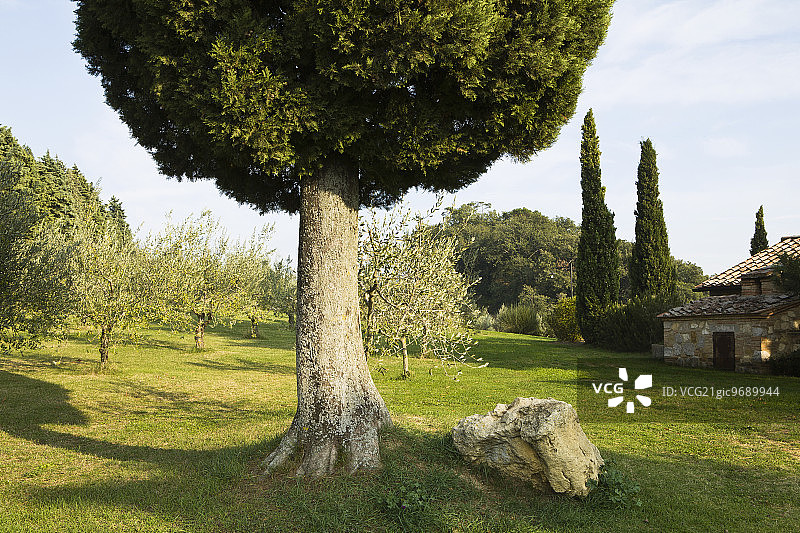 意大利托斯卡纳山坡上的柏树和橄榄林。图片素材