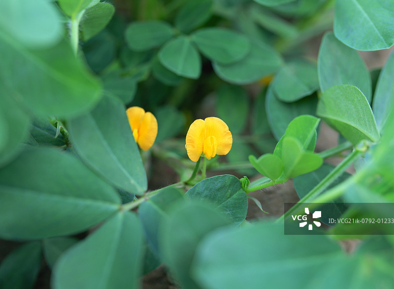黄花生花在花园里盛开图片素材