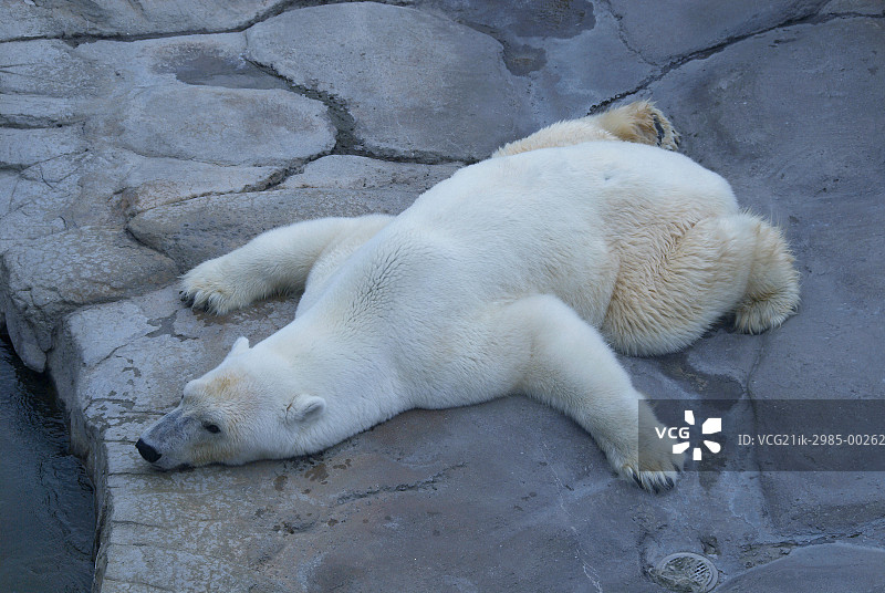 北极熊在皇家王子动物园图片素材
