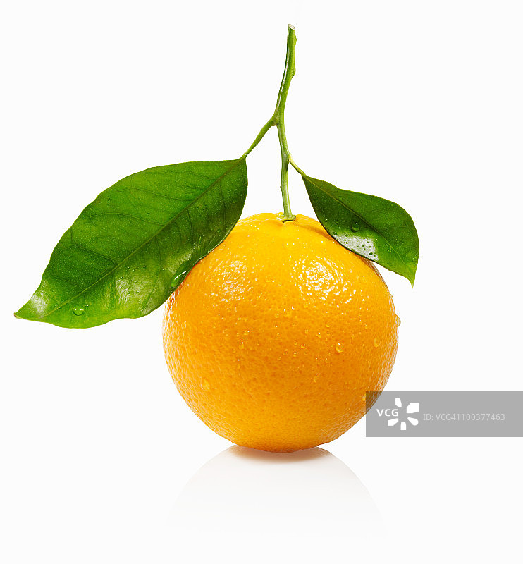 整个橙色与树叶在白色的背景图片素材