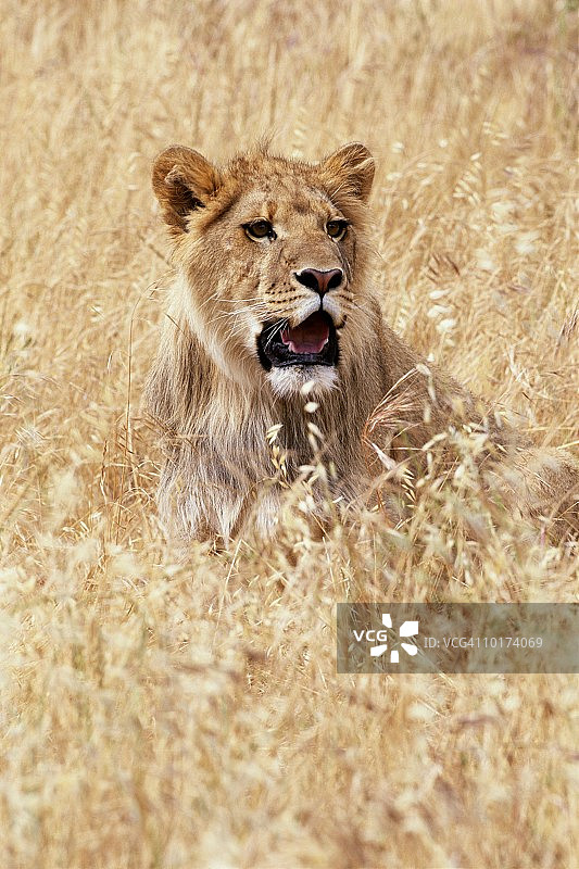 年轻的雄性非洲狮，肯尼亚图片素材