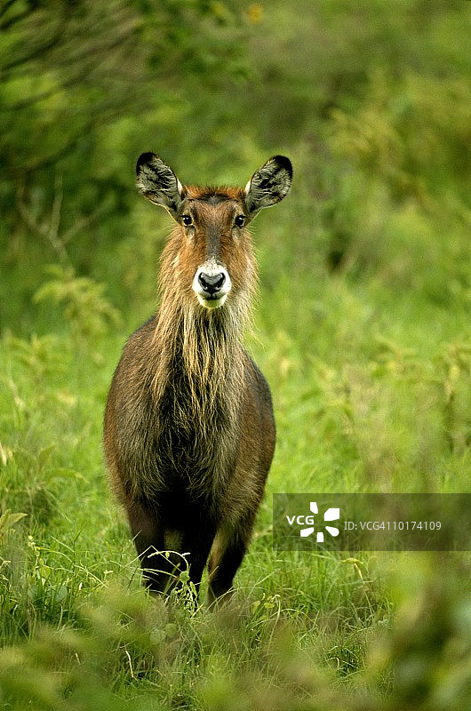 DEFASSA非洲大羚羊、肯尼亚图片素材