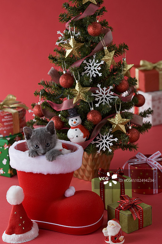 俄罗斯蓝色小猫和圣诞节图片素材