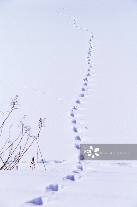 日本札幌北海道，动物在雪地上的足迹。图片素材