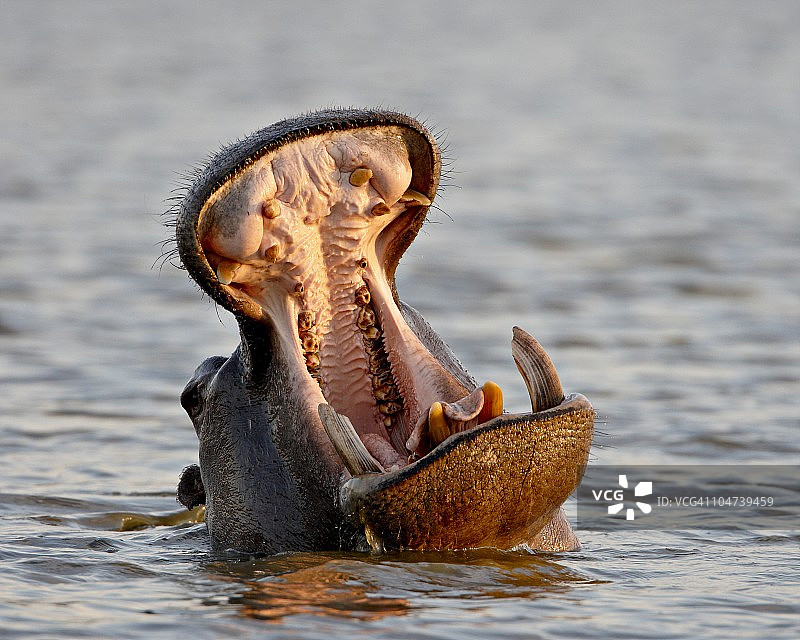 河马(两栖河马)打哈欠，克鲁格国家公园，南非，非洲图片素材
