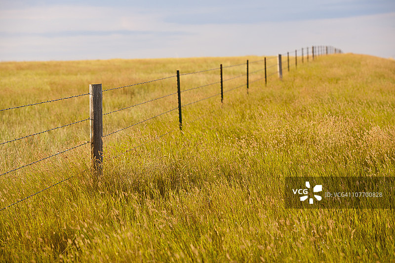 美国南达科他州，布法罗峡谷国家草原，围栏内黄色草原草图片素材