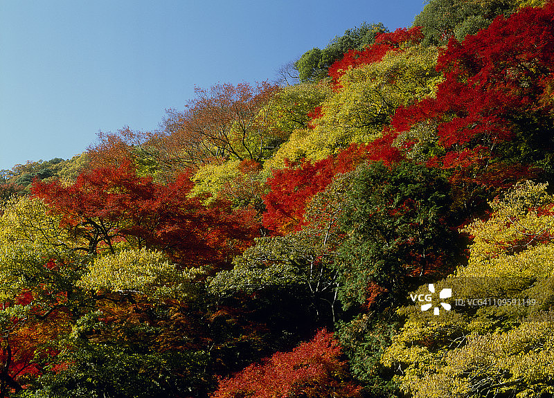 日本大阪米诺市准国家公园的秋叶图片素材