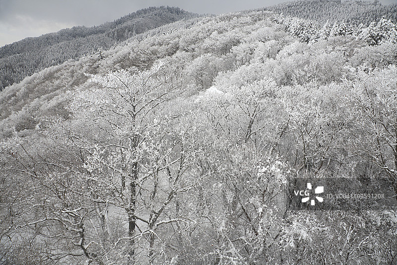 冬季森林与雾凇在山，千叶赤坂，日本大阪图片素材