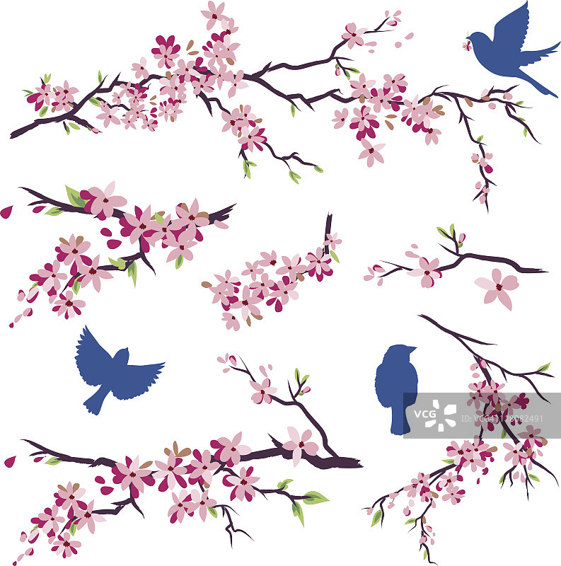 不同姿态的蓝鸟和樱花枝集图片素材