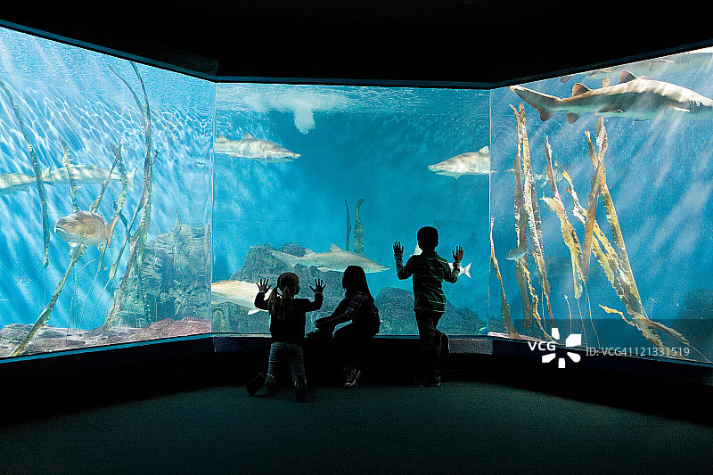 孩子们在水族馆里看鱼图片素材