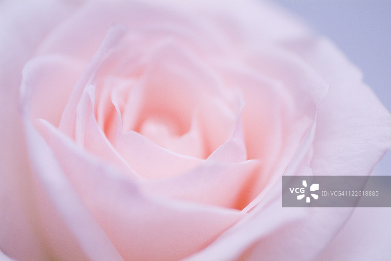 粉色玫瑰图片素材
