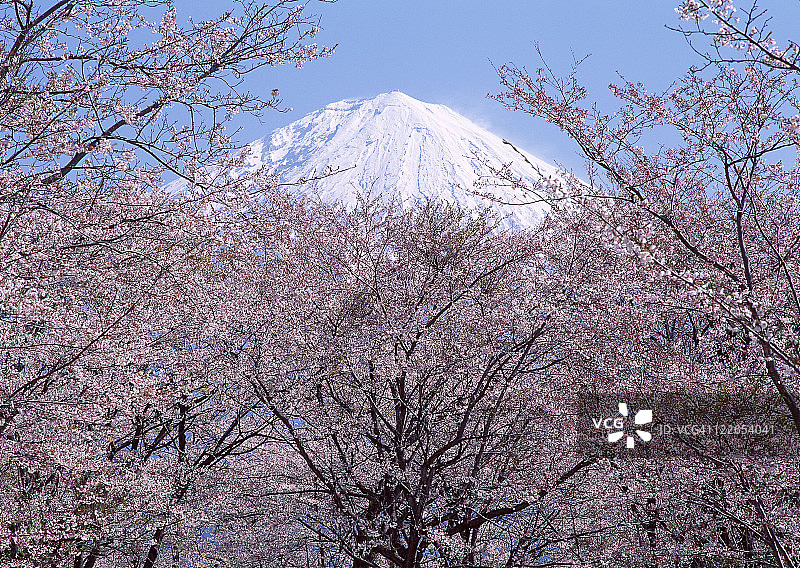 樱花和富士山图片素材