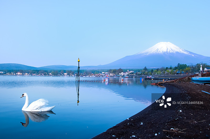 山中湖的天鹅和富士山图片素材