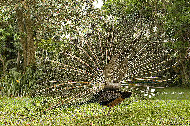 普通孔雀(Pavo cristatus)求偶雄性(从后面看)，鸟公园，哥斯达黎加图片素材