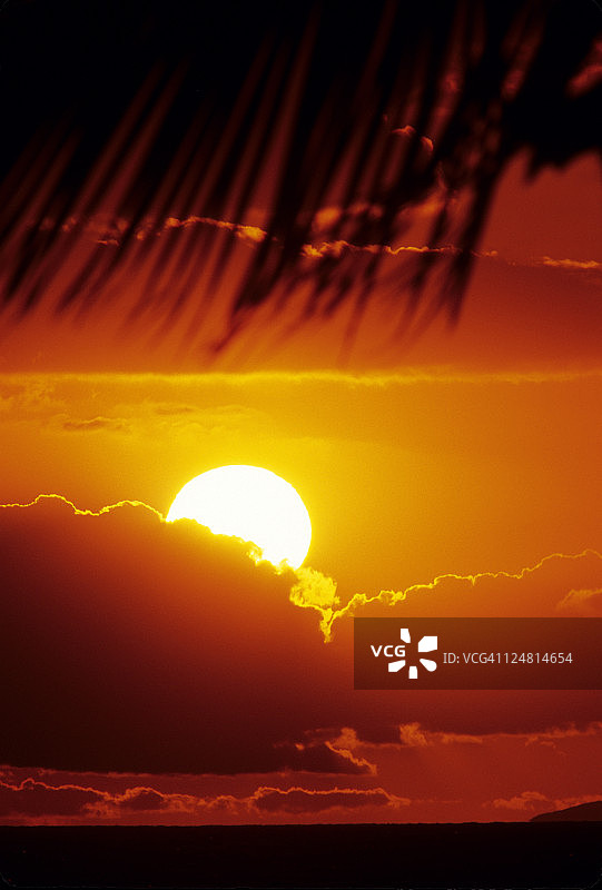 太阳球沉入海洋的火红云层中，棕榈叶的剪影出现在前景中。图片素材