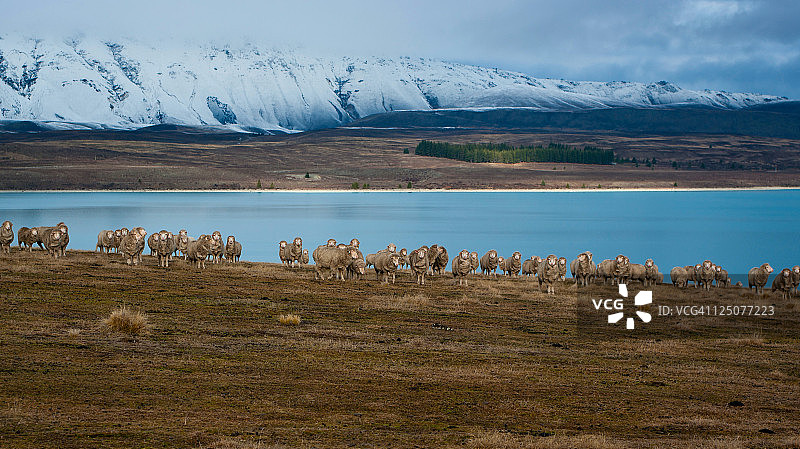 特卡波湖边的羊群图片素材
