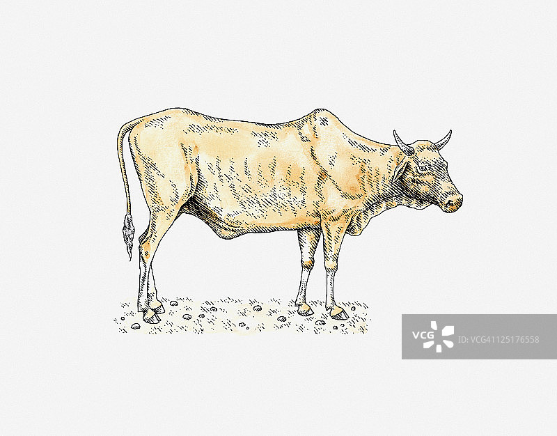 恩古尼牛的插图图片素材
