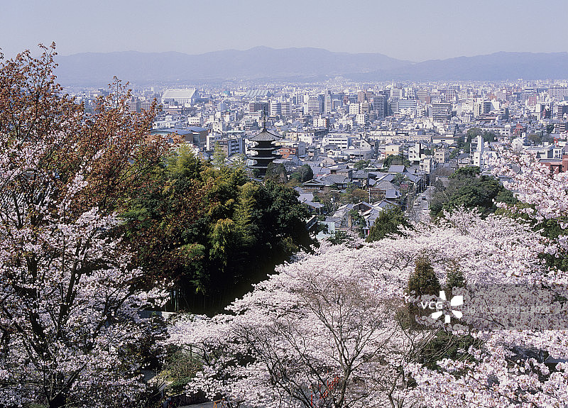 京都市景和樱花，京都，京都，日本图片素材