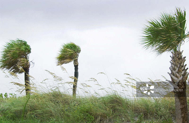 飓风吹棕榈树图片素材