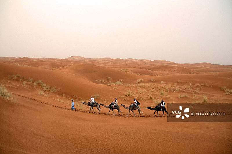 四头骆驼和途锐在沙漠中行走图片素材