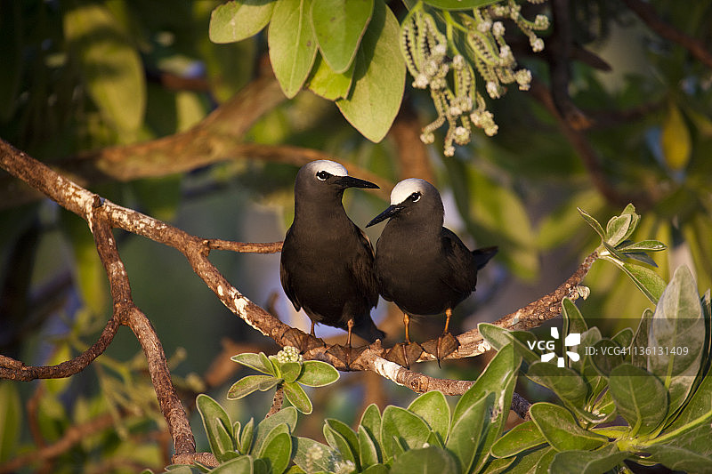 黑燕鸥夫妇黄昏灯光艾略特夫人岛图片素材