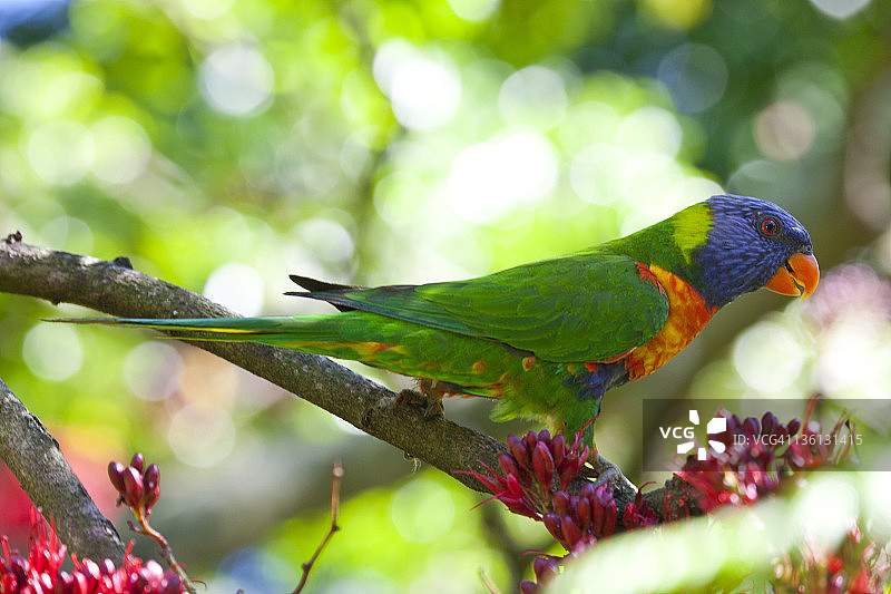 彩虹鹦鹉悉尼植物园图片素材