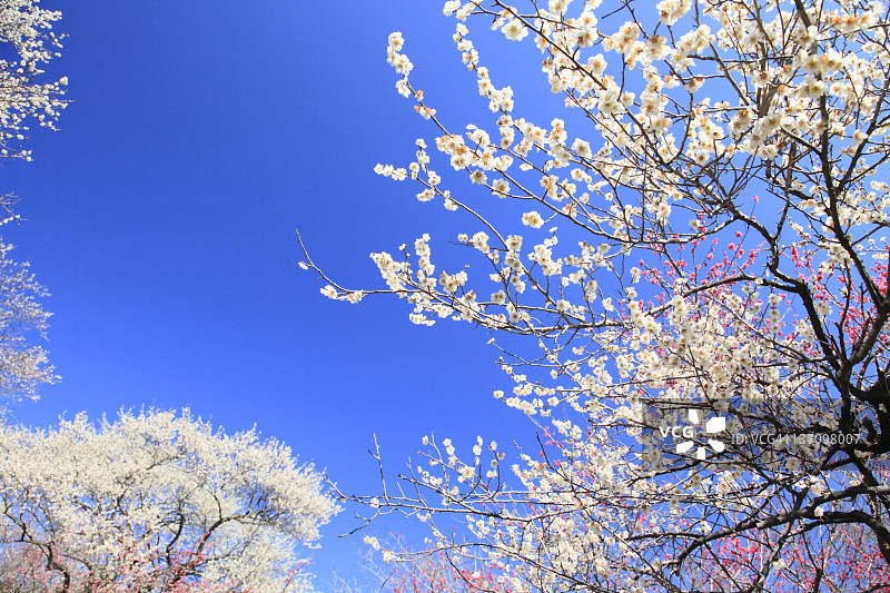 樱花盛开，东京县，日本图片素材