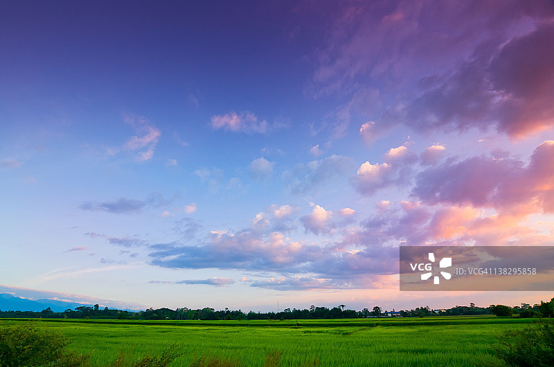 傍晚天空下的绿色稻田图片素材