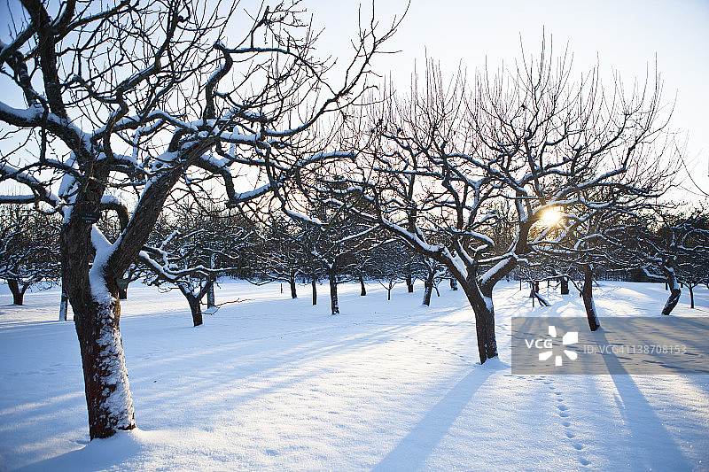 冬天树木被雪覆盖图片素材