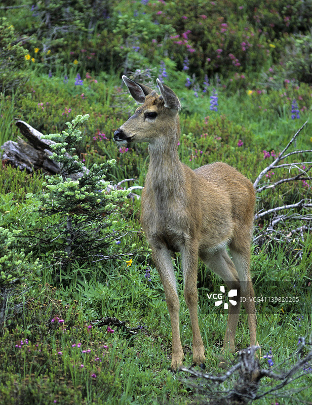 黑尾鹿。幼雄鹿和高山花。黑耳鹿太平洋坡的一种鹿，曾经被认为是一个独立的物种，但现在是黑耳鹿的一个亚种。华盛顿州奥林匹克国家公园。图片素材