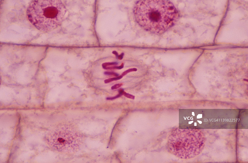 有丝分裂中期。洋葱(葱)根尖。显示:被复制的染色体在赤道和纺锤体上排列。400 x 4/6图片素材