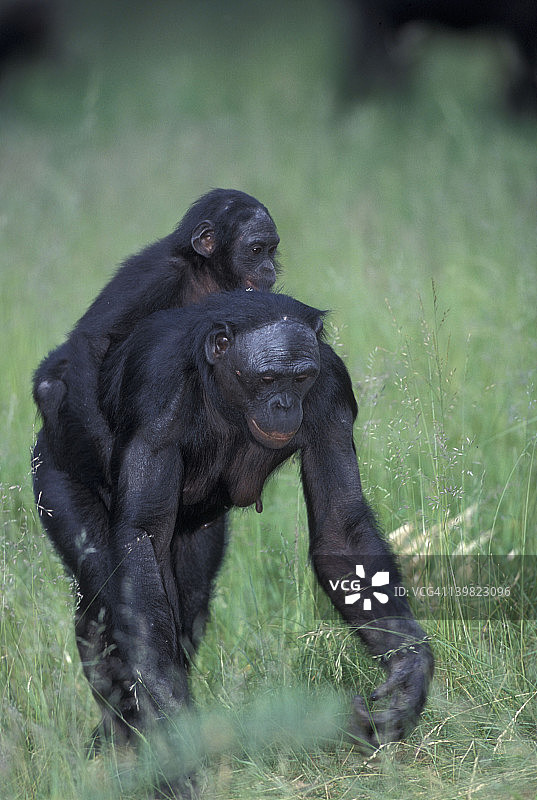 倭黑猩猩的黑猩猩。一。母亲以两足姿势抱着孩子。热带雨林。扎伊尔/刚果图片素材