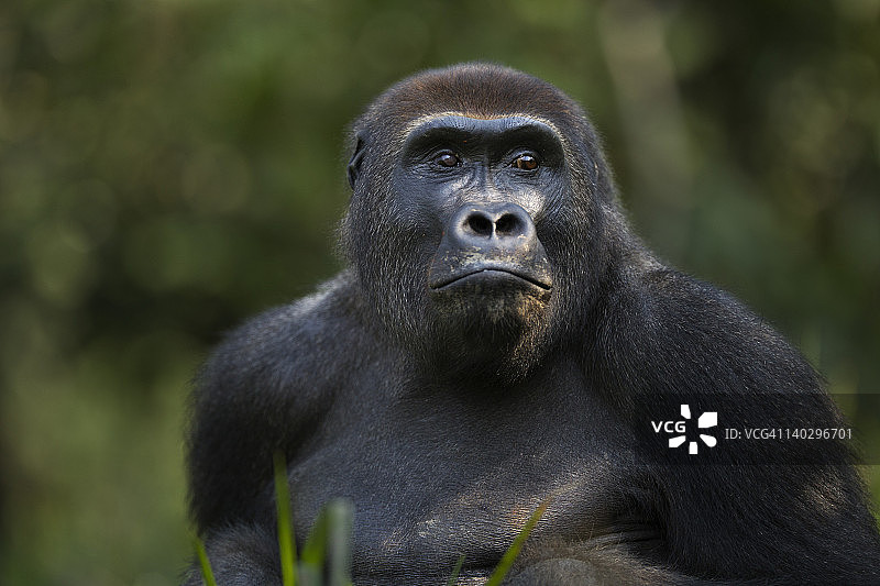 西部低地大猩猩亚成年雄性画像图片素材